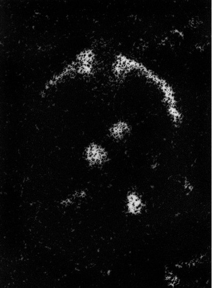 Photomicrograph193
