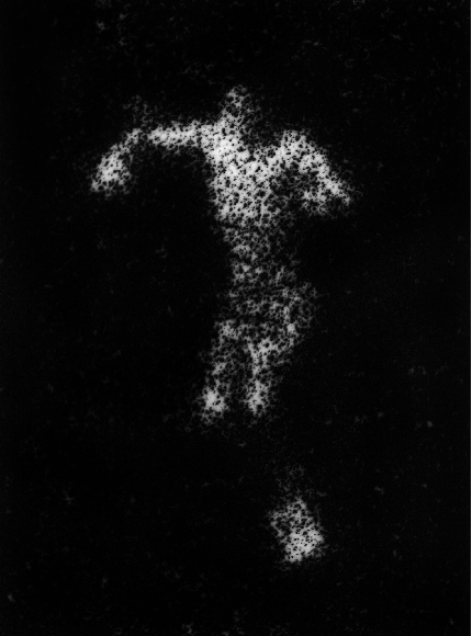 Photomicrograph194