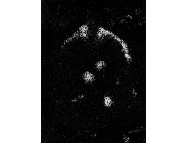 Photomicrograph193